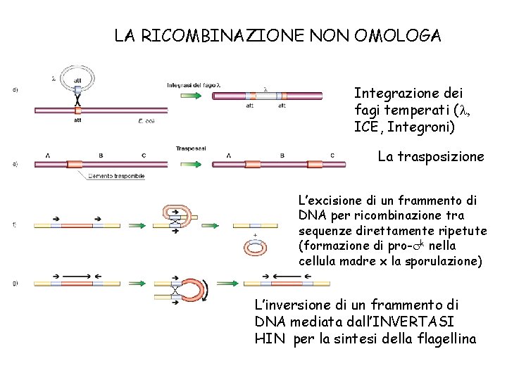 LA RICOMBINAZIONE NON OMOLOGA Integrazione dei fagi temperati (l, ICE, Integroni) La trasposizione L’excisione