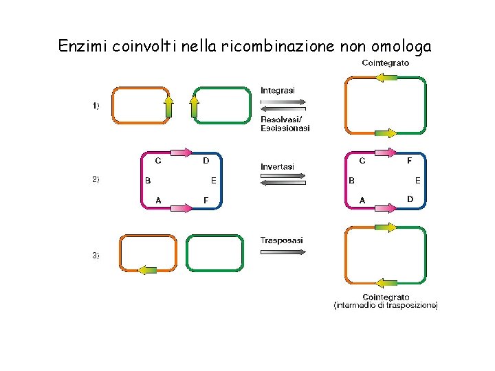 Enzimi coinvolti nella ricombinazione non omologa 