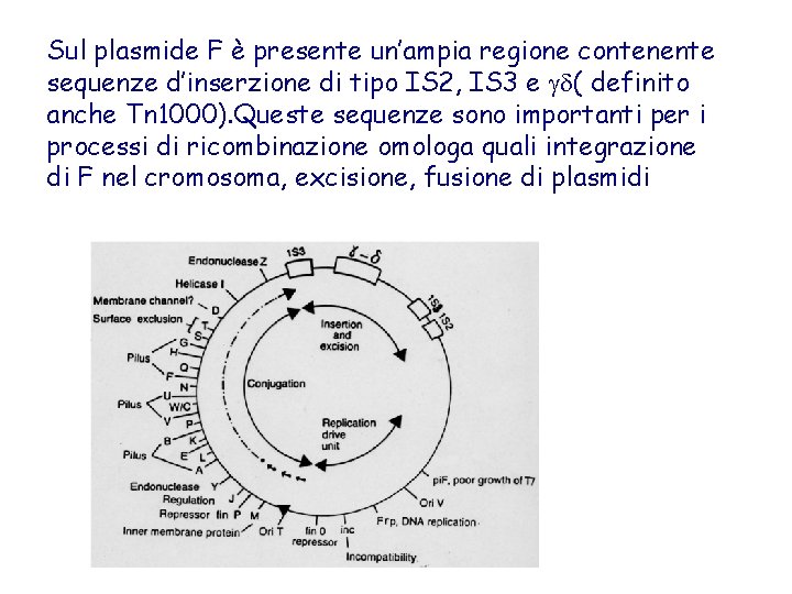 Sul plasmide F è presente un’ampia regione contenente sequenze d’inserzione di tipo IS 2,