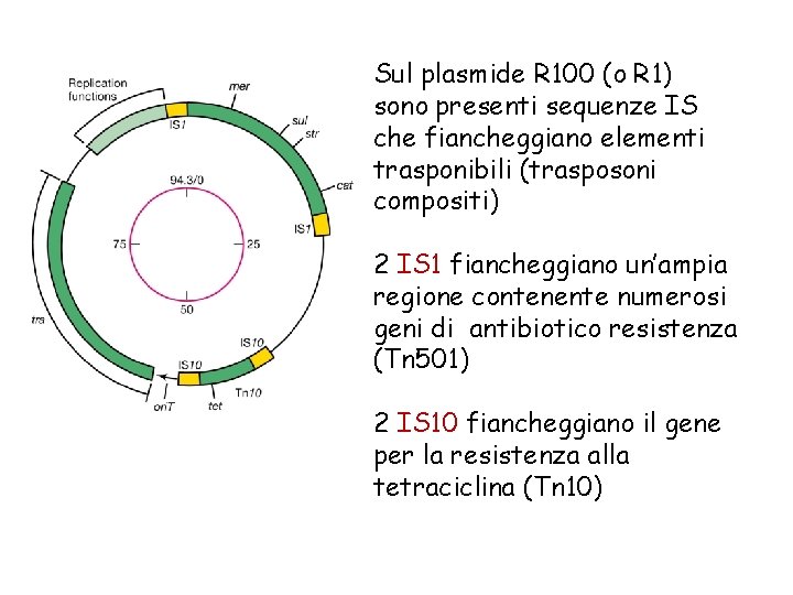 Sul plasmide R 100 (o R 1) sono presenti sequenze IS che fiancheggiano elementi