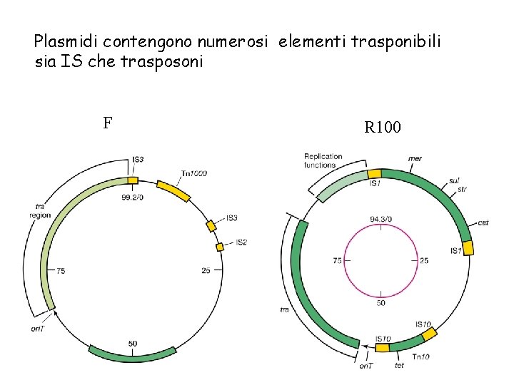 Plasmidi contengono numerosi elementi trasponibili sia IS che trasposoni F R 100 