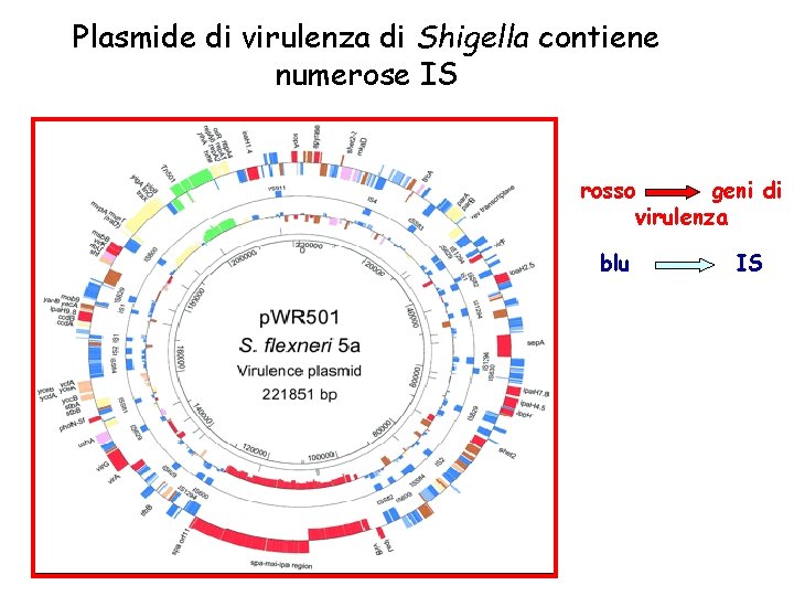 Plasmide di virulenza di Shigella contiene numerose IS rosso geni di virulenza blu IS