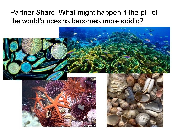 Partner Share: What might happen if the p. H of the world’s oceans becomes