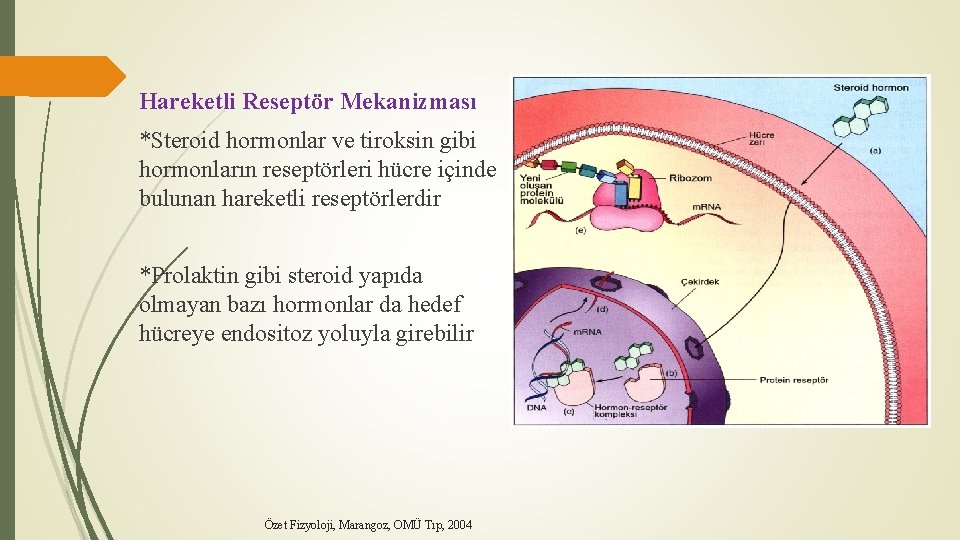 Hareketli Reseptör Mekanizması *Steroid hormonlar ve tiroksin gibi hormonların reseptörleri hücre içinde bulunan hareketli