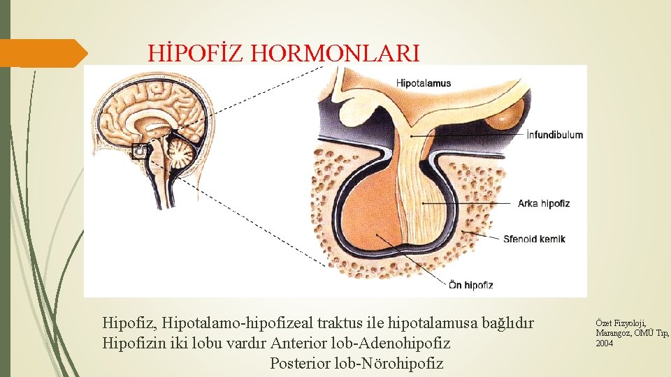 HİPOFİZ HORMONLARI Hipofiz, Hipotalamo-hipofizeal traktus ile hipotalamusa bağlıdır Hipofizin iki lobu vardır Anterior lob-Adenohipofiz