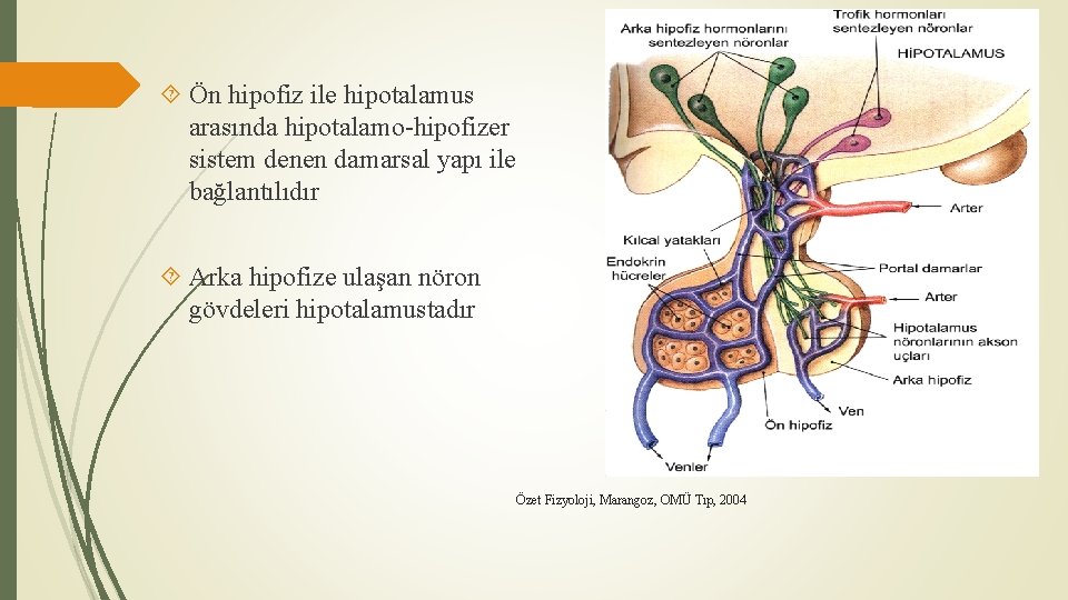  Ön hipofiz ile hipotalamus arasında hipotalamo-hipofizer sistem denen damarsal yapı ile bağlantılıdır Arka