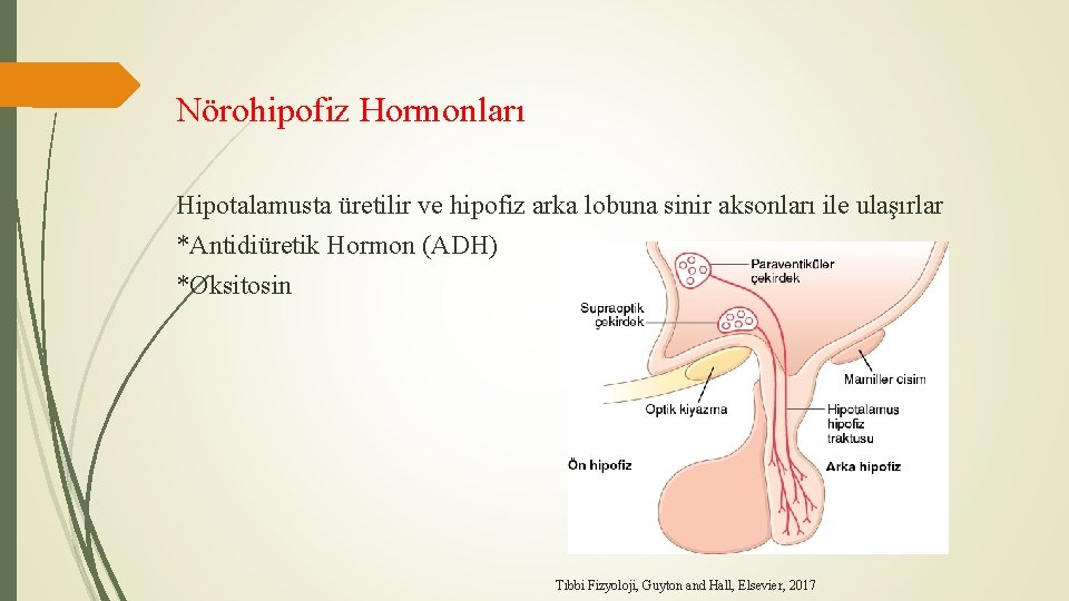 Nörohipofiz Hormonları Hipotalamusta üretilir ve hipofiz arka lobuna sinir aksonları ile ulaşırlar *Antidiüretik Hormon