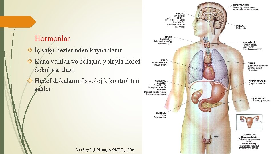 Hormonlar İç salgı bezlerinden kaynaklanır Kana verilen ve dolaşım yoluyla hedef dokulara ulaşır Hedef