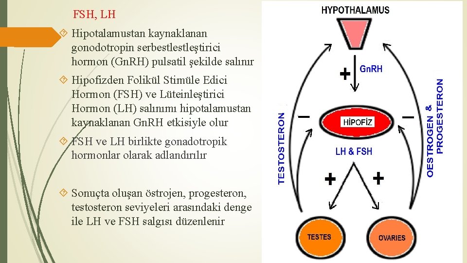 FSH, LH Hipotalamustan kaynaklanan gonodotropin serbestleştirici hormon (Gn. RH) pulsatil şekilde salınır Hipofizden Folikül