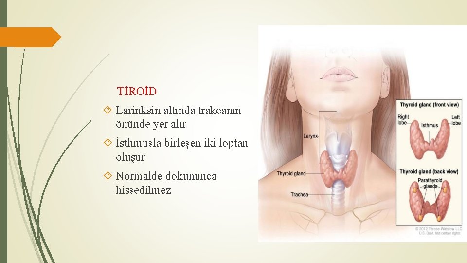 TİROİD Larinksin altında trakeanın önünde yer alır İsthmusla birleşen iki loptan oluşur Normalde dokununca