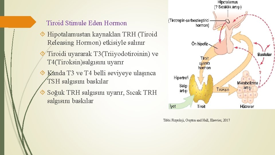 Tiroid Stimule Eden Hormon Hipotalamustan kaynaklan TRH (Tiroid Releasing Hormon) etkisiyle salınır Tiroidi uyararak