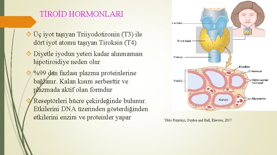 TİROİD HORMONLARI Üç iyot taşıyan Triiyodotironin (T 3) ile dört iyot atomu taşıyan Tiroksin