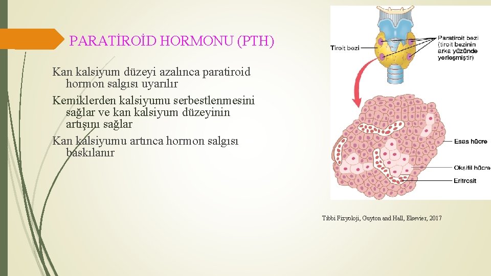 PARATİROİD HORMONU (PTH) Kan kalsiyum düzeyi azalınca paratiroid hormon salgısı uyarılır Kemiklerden kalsiyumu serbestlenmesini