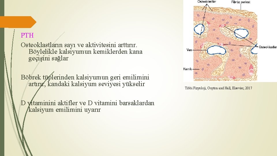 PTH Osteoklastların sayı ve aktivitesini arttırır. Böylelikle kalsiyumun kemiklerden kana geçişini sağlar Böbrek tüplerinden