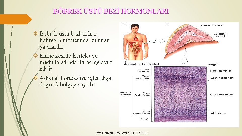 BÖBREK ÜSTÜ BEZİ HORMONLARI Böbrek üstü bezleri her böbreğin üst ucunda bulunan yapılardır Enine