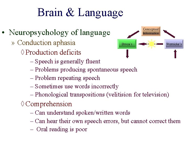Brain & Language • Neuropsychology of language » Conduction aphasia ◊ Production deficits –