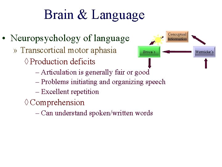 Brain & Language • Neuropsychology of language » Transcortical motor aphasia ◊ Production deficits