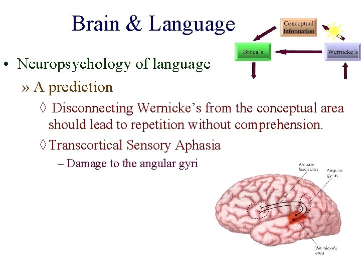 Brain & Language • Neuropsychology of language » A prediction ◊ Disconnecting Wernicke’s from