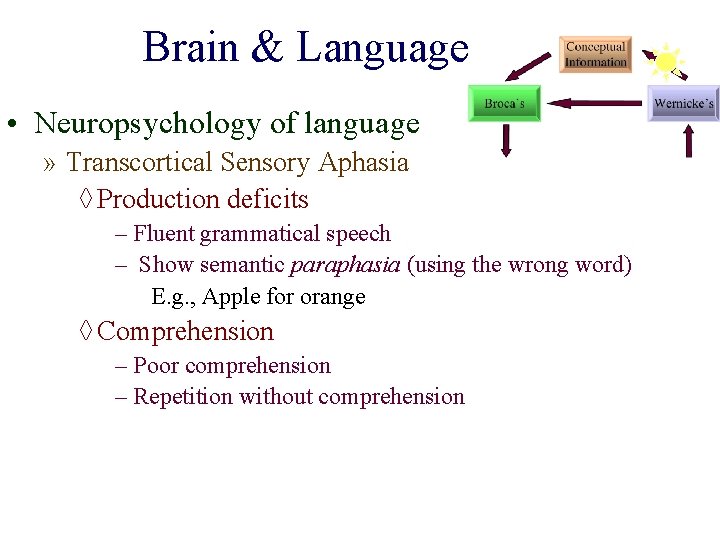 Brain & Language • Neuropsychology of language » Transcortical Sensory Aphasia ◊ Production deficits