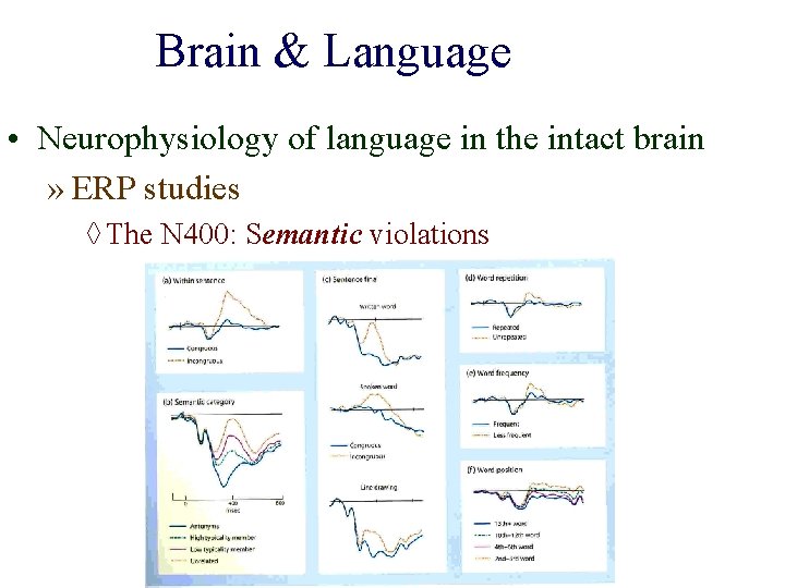 Brain & Language • Neurophysiology of language in the intact brain » ERP studies