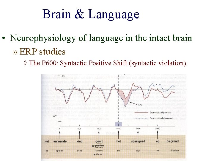 Brain & Language • Neurophysiology of language in the intact brain » ERP studies