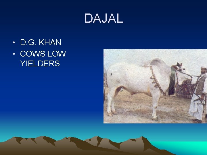 DAJAL • D. G. KHAN • COWS LOW YIELDERS 