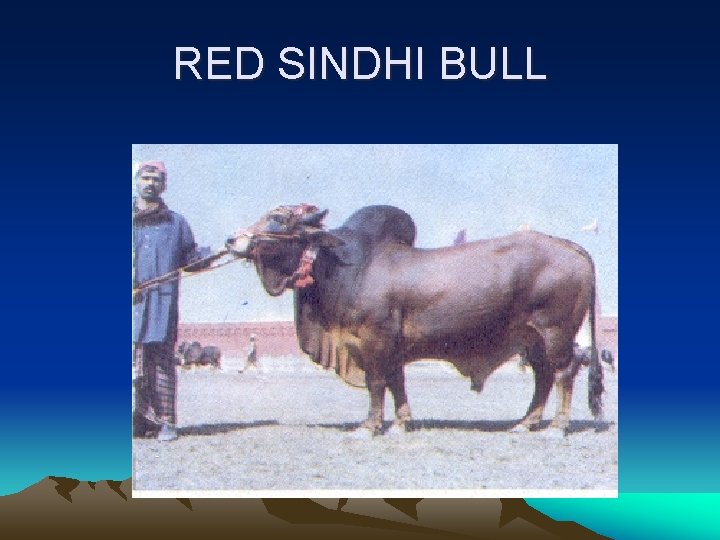 RED SINDHI BULL 