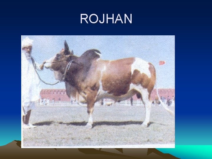 ROJHAN 