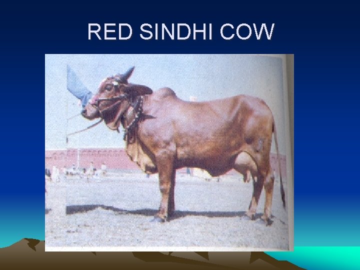 RED SINDHI COW 