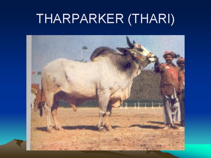 THARPARKER (THARI) 