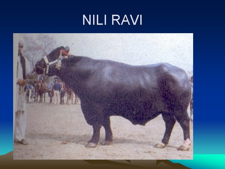 NILI RAVI 