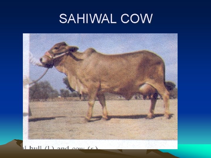 SAHIWAL COW 