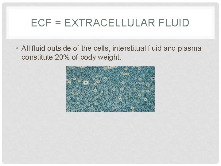 ECF = EXTRACELLULAR FLUID • All fluid outside of the cells, interstitual fluid and