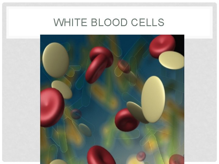 WHITE BLOOD CELLS 