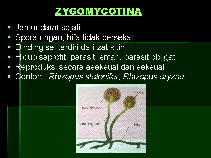 ZYGOMYCOTINA § § § Jamur darat sejati Spora ringan, hifa tidak bersekat Dinding sel