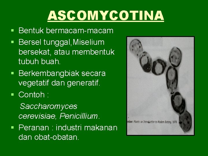 ASCOMYCOTINA § Bentuk bermacam-macam § Bersel tunggal, Miselium bersekat, atau membentuk tubuh buah. §