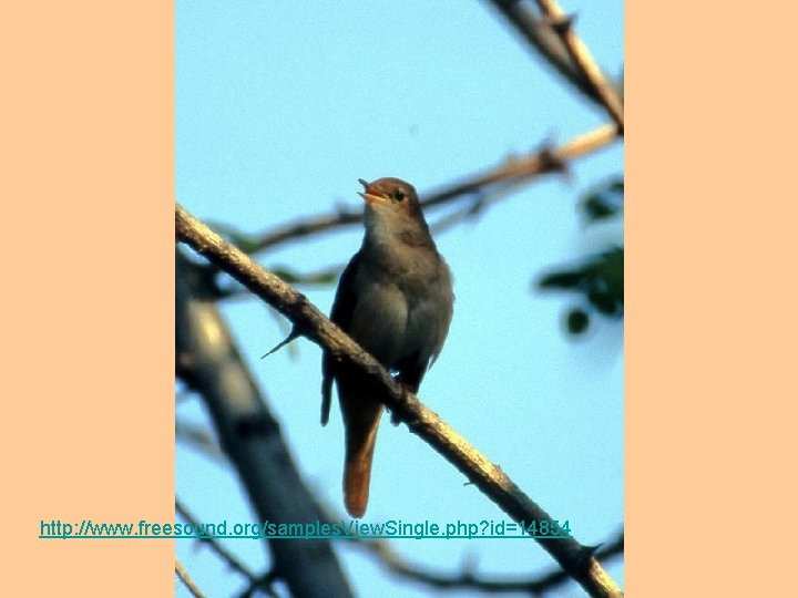 http: //www. freesound. org/samples. View. Single. php? id=14854 