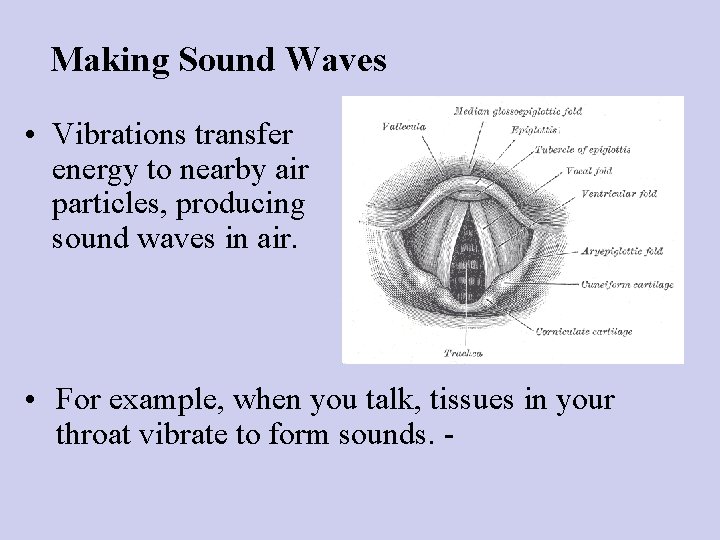 Making Sound Waves • Vibrations transfer energy to nearby air particles, producing sound waves