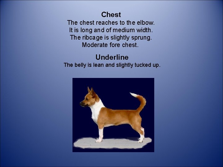 Chest The chest reaches to the elbow. It is long and of medium width.