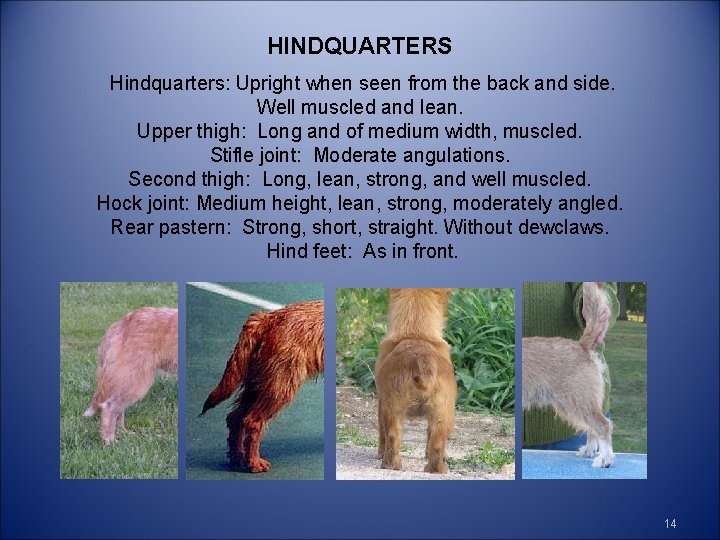 HINDQUARTERS Hindquarters: Upright when seen from the back and side. Well muscled and lean.