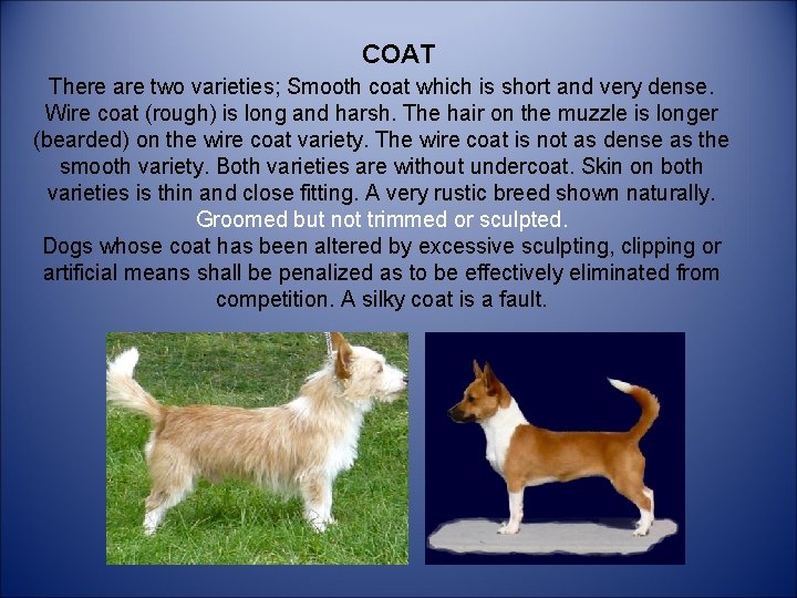 COAT There are two varieties; Smooth coat which is short and very dense. Wire