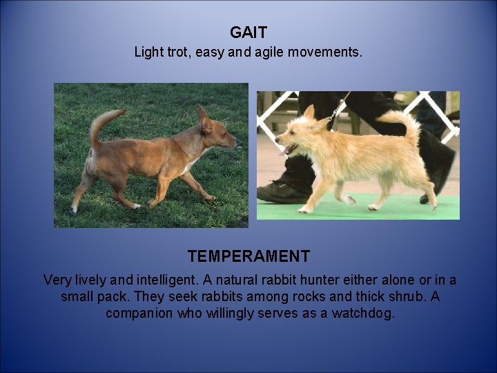 GAIT Light trot, easy and agile movements. TEMPERAMENT Very lively and intelligent. A natural