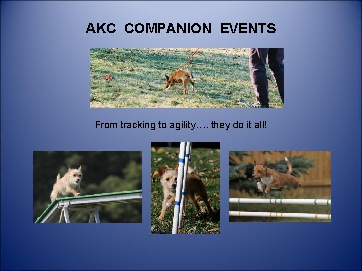 AKC COMPANION EVENTS From tracking to agility…. they do it all! 