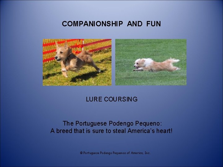 COMPANIONSHIP AND FUN LURE COURSING The Portuguese Podengo Pequeno: A breed that is sure