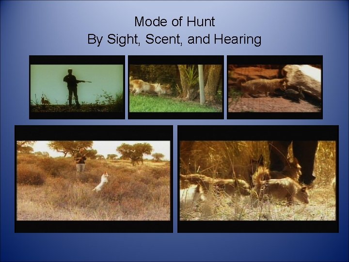 Mode of Hunt By Sight, Scent, and Hearing 