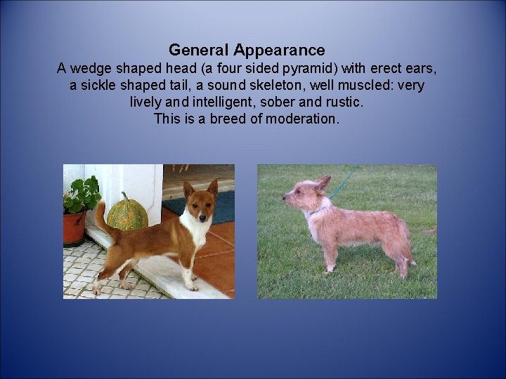 General Appearance A wedge shaped head (a four sided pyramid) with erect ears, a