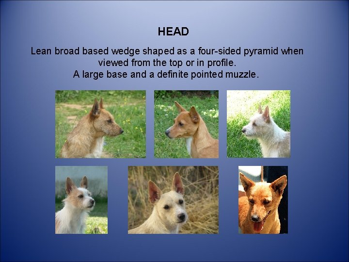 HEAD Lean broad based wedge shaped as a four-sided pyramid when viewed from the