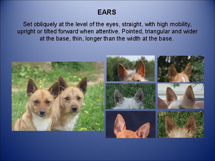 EARS Set obliquely at the level of the eyes, straight, with high mobility, upright