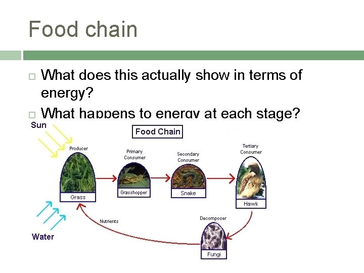 Food chain What does this actually show in terms of energy? What happens to