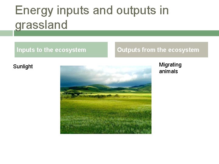Energy inputs and outputs in grassland Inputs to the ecosystem Sunlight Outputs from the